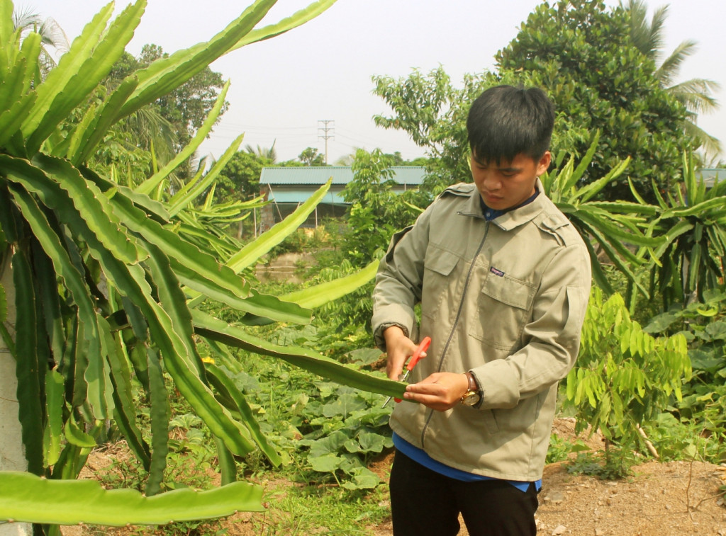 1866307_nguyen_hoang_son_xa_lien_hoa_tx_quang_yen_cham_soc_vuon_thanh_long_cua_gia_dinh_14154410