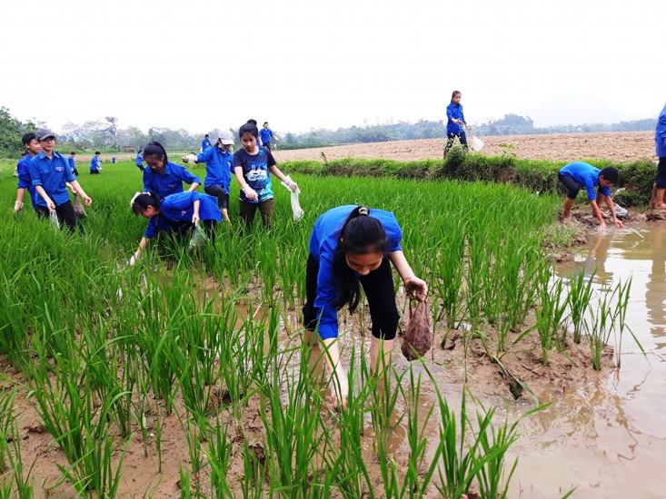 BTV đoàn xã Thạch Sơn, Anh Sơn đã huy động 60 đoàn viên thanh niên ra quân tiêu diệt ốc bươu vàng hại lúa